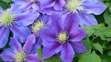 Photo of Fiore piccolo Clematis