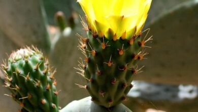 Photo of Fiore rosso sotterraneo Opuntia