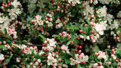 Photo of Fiori di melo, Melo ornamentale