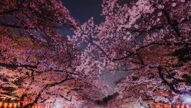 Photo of Fiori giapponesi che vi affascineranno fin dal primo momento.