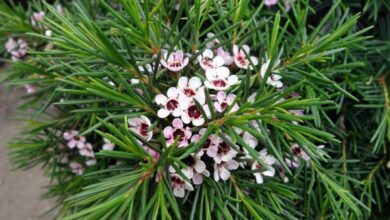 Photo of Fleur de cire de Geraldton Chamelaucium uncinatum, cire