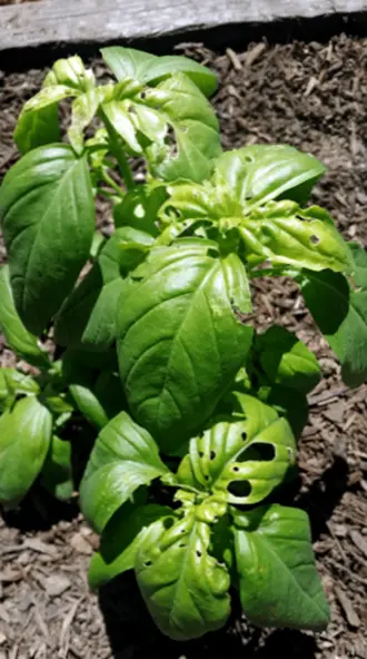 Foglie di basilico: come fare i buchi nelle foglie di basilico - Il Giardino Commestible