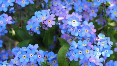 Photo of Forget-me-non-me