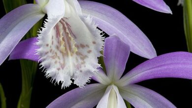 Photo of Formosa Orchidea, Pleione