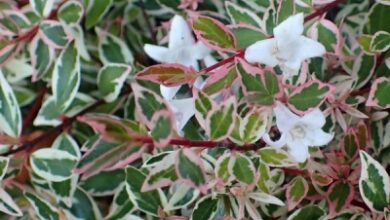 Photo of Forsythia bianca dalla Corea, Abelia dalla Corea