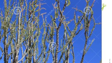 Photo of Fouquieria splendens, cespuglio spinoso con fiori rossi