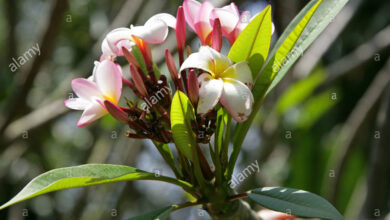 Photo of Frangipani rosso, Frangipani comune, Fiore del tempio