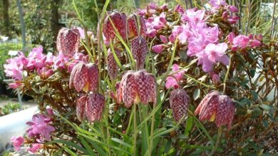 Photo of Fritillaria meleagris, una specie che ama essere accompagnata da più…