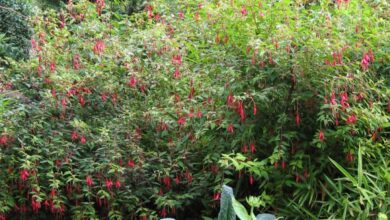 Photo of Fuchsia de Magellanica, Fuschia rustique