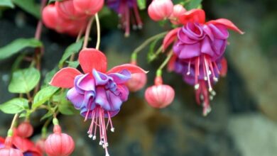 Photo of Fucsia microfillia Fucsia foglia piccola