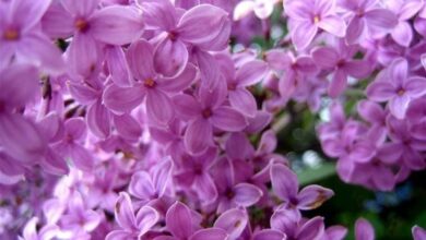 Photo of Fucsia panicolato, fiore di lilla fucsia