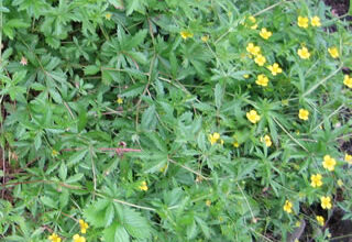 Photo of Fumeterre officinale, Jaune, Ver, Millepertuis, Sanguinaria