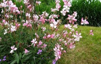 Photo of Gaura de Lindheimer