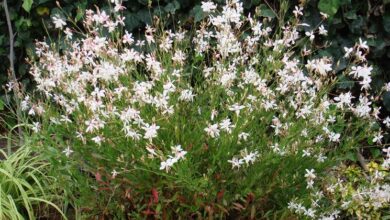 Photo of Gaura lindheimeri o cura delle piante di Gaura