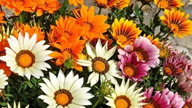 Photo of Gazania