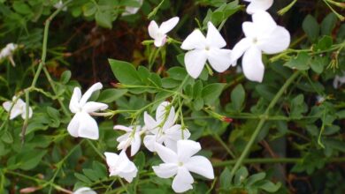 Photo of Gelsomino bianco, Gelsomino officinalis