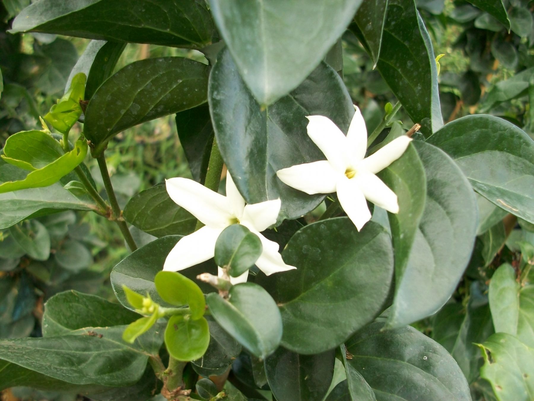 Gelsomino d'Arabia, Gelsomino sambac Il Giardino Commestible