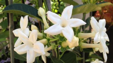 Photo of Gelsomino del Madagascar, Stephanotis