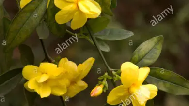 Photo of Gelsomino fiore di primula, gelsomino cinese