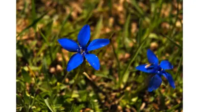 Photo of Genziana alpina i cui fiori blu non passano inosservati.