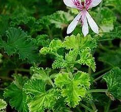 Photo of Geranio citronella, limone Pelargonium