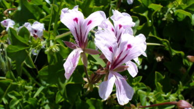 Photo of Géranium (Pelargonium Peltatum L.)