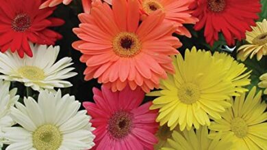 Photo of Gerbera