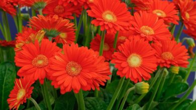 Photo of Gerbera x jamesonii Garvinea Gerbera Garvinea