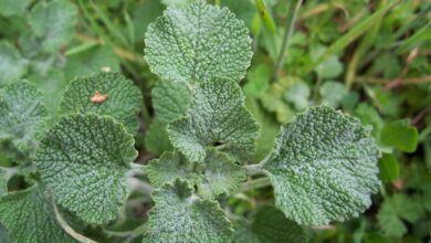 Photo of Giardinaggio delle erbe greche: informazioni sulle piante erbacee comuni del Mediterraneo