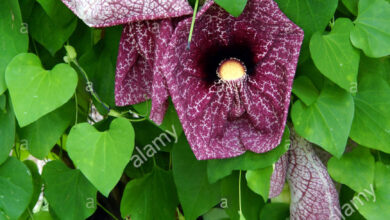 Photo of Gigante Aristolochia Gigante Aristolochia