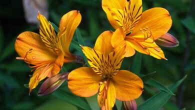 Photo of Giglio Inca, Giglio Peruviano, Alstroemeria