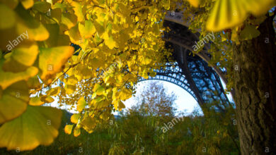 Photo of Ginkgo biloba 40 ECU albero