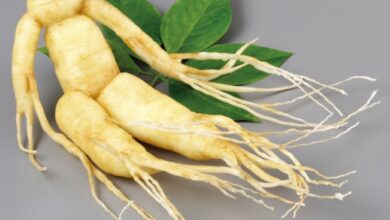 Photo of Ginseng: le migliori varietà, guida alla coltivazione, cura e raccolta