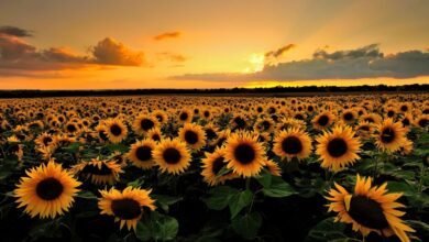 Photo of Girasole, Sole