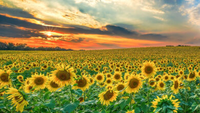 Photo of Girasoli