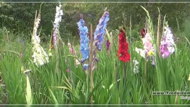 Photo of Gladiola italien, Gladiola de cosecha