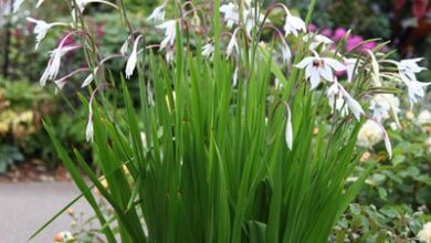 Photo of Gladiolus murieliae Gladiolus abyssinian, Acidanthus bicolor