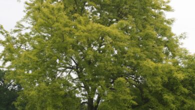 Photo of Gleditsia triacanthos f. inermis ‘Sunburst’ Golden American honey locust, Golden thornless honey locust