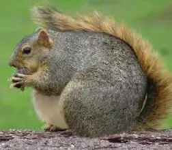 Photo of Gli scoiattoli non vanno in letargo?