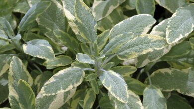 Photo of Golden Sage Care: come far crescere una pianta di salvia dorata