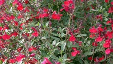 Photo of Graham Salvia Malva