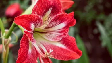 Photo of Grande campana del fiore, grande campana del fiore, fiore del palloncino