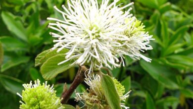 Photo of Grande fothergilla