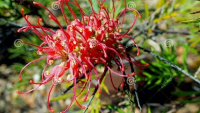 Photo of Grevillea Robyn Gordon Ibrido di Robyn Gordon