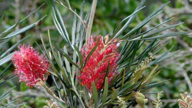 Photo of Grevillea rosmarinifolia, i cui fiori attirano insetti e uccelli.