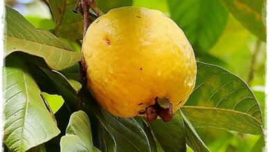 Photo of Guaiave all’ananas, guaiave brasiliane, guaiave Montevideo