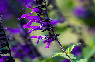 Photo of guarani sage