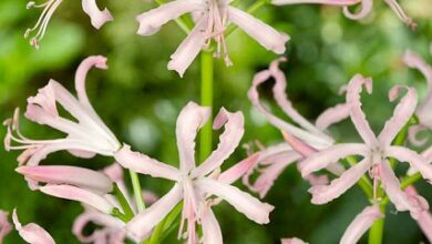 Photo of Guernsey Lily, Nerine