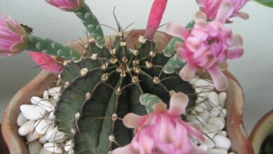 Photo of Gymnocalycium mihanovichii Cactus Chin, Cactus fragola