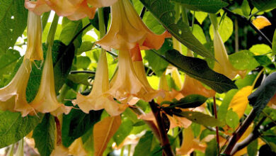 Photo of Haemanthus albiflos: cura delle piante o pennello da pittore